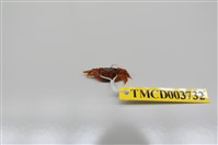 藏品(雙齒近相手蟹)的圖片